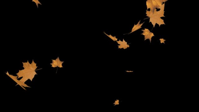 Colorful abstract maple leaves Fall leaves swinging in autumnal background Loop animation. Beautiful nature scene. Eco Friendly, Wedding, Winter, Spring, Green, Summer, Environment, Presentation