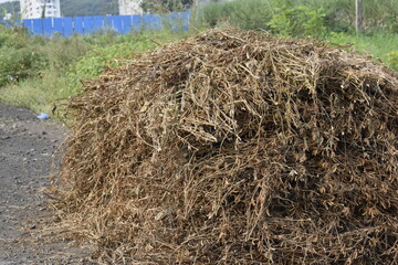 hay bales in a field