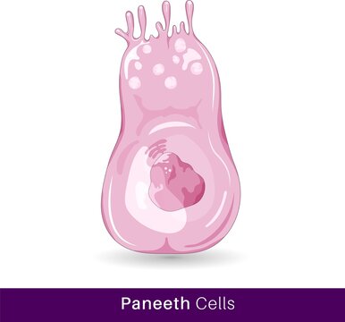 vector of Paneth cell of the intestinal epithelium, with granules of antimicrobial in nature. structure of paneth cell