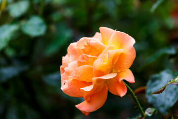 Blooming rose with water drops after rain