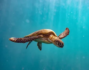 Acrylic prints Turquoise Green Turtle, Lady Elliot Island Eco Resort, Great Barrier Reef, Queensland Australia