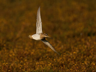 Common snipe (Gallinago gallinago)