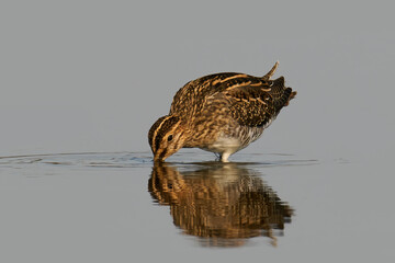 Common snipe (Gallinago gallinago)