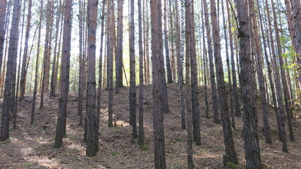 Obraz premium trees in the forest