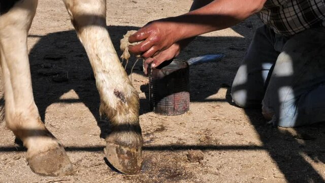 Cleaning horse leg and hoof with water, Sand and Shadow background, Close up