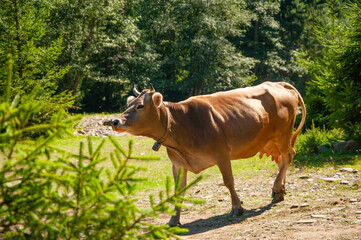 Fototapeta premium A beautiful well-groomed brown cow with a bell on her neck is walking