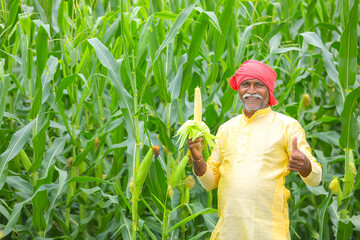 Indian farmer at corn field and inspecting corn cob