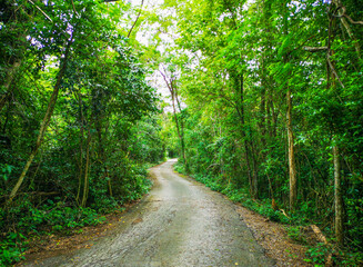 Fototapeta premium A complete rainforest road for nature walks.