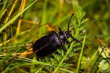 Big black beetle Tanner (Prionus coriarius) sits in green grass
