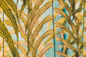 Beautiful Artificial leaves hanging in front of glass window to decorate the coffee shop. Natural Background.