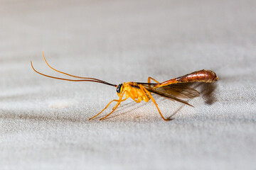 Nocturnal insects perch on white canvas background
