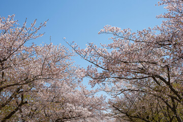 桜と青空