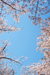 桜と青空