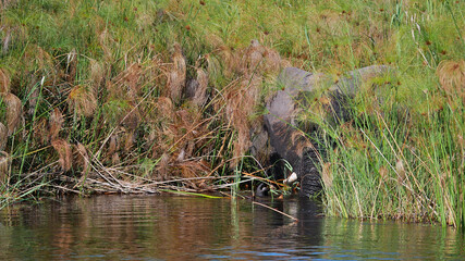 Barely visible big African elephant (loxodonta) grazing in the water of Kwando River between the reed in Bwabwata National Park, Caprivi Strip, Namibia, Africa.