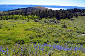 Fototapeta premium Utah - Bear Lake