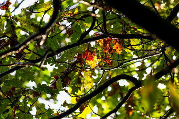 View inside the crown of an oak. Oak leaves
