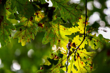 Bright background of juicy green oak leaves
