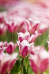 ちゅチューリップ畑