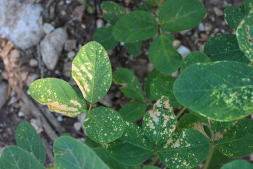 Fototapeta na wymiar Soybean fiedl with green plants damaged by hailstorm on summer. Halstones on soybean plants
