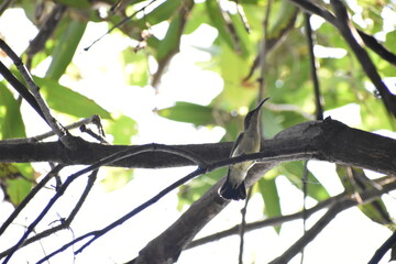 branch of a tree with leaves
