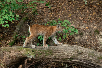 Fototapeta na wymiar Lynx walking in the forest
