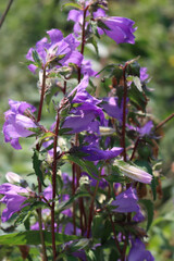Close-up of purple bell flowers in the garden. Campanula 