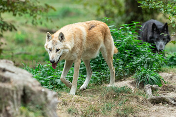 Black wolf in the forest