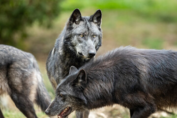 Fototapeta premium Black wolf in the forest