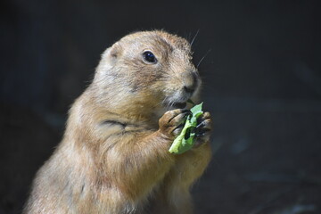 オグロプレーリードッグ