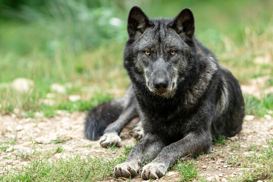 Black wolf in the forest