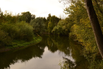reflection of trees in the water