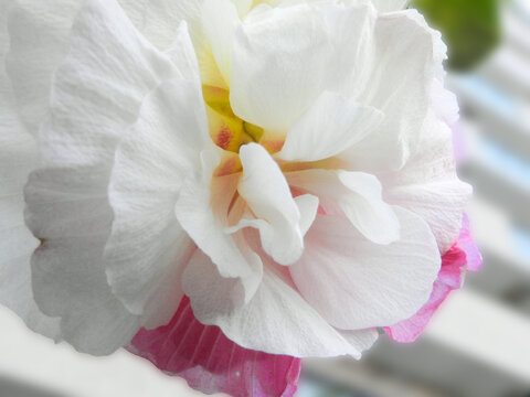 八重咲きで純白のムクゲのクローズアップ画像