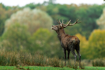 Red Deer in the forest during the rut season