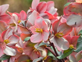 かなりカラフルでさまざまないろどりが楽しめるクリスマスローズ