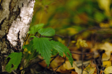 Nettle grows in the forest near the birch. Autumn nature, close shooting. Natural background