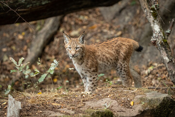 Lynx walking in the forest