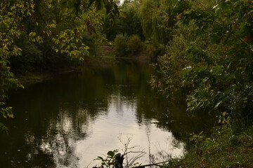 reflection of trees in the water