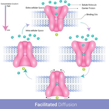 Facilitated Diffusion Of Membrane Transport Of Cells VECTOR.