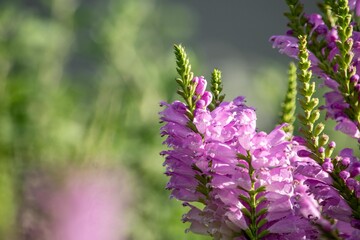 関心を持つのは人間だけでなく、ハナトラノオのきれいな花にはチョウも昆虫も集まります