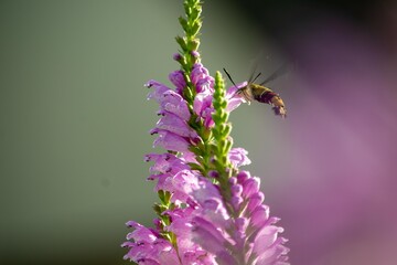 Fototapeta na wymiar 関心を持つのは人間だけでなく、ハナトラノオのきれいな花にはチョウも昆虫も集まります