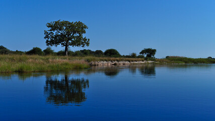 Single big Kigelia tree (kigelia africana, sausage tree) growing at the shore of Kwando River reflected in the water in Bwabwata National Park, Namibia, Africa.