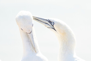 Portrait of pair of Northern Gannet, Sula bassana, Two birds love in soft light, animal love behaviour