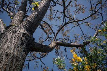 Fototapeta na wymiar tree in spring