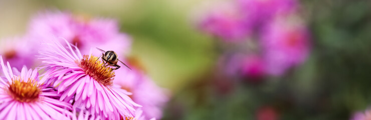 Beautiful pink flowers of autumn aster with a bee in the garden