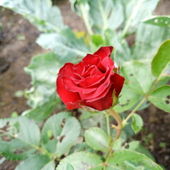 beautiful red rose