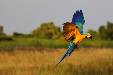 Colorful macaw parrot flying in the  park. © Passakorn