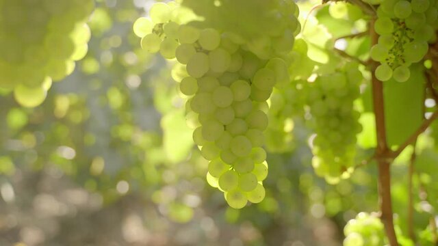 Ripe white grapes on vines in bright sunlight. Closeup