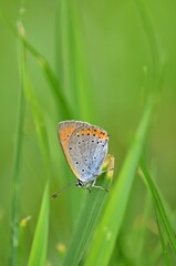 Hauhechel-Bläuling (Polyommatus icarus)