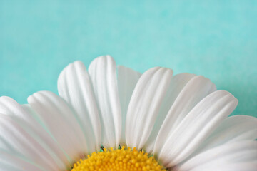 Daisy flower on a green background