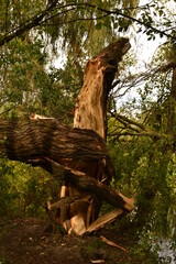 wooden bridge in forest